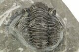 Detailed Gerastos Trilobite Fossil - Morocco #226630-2